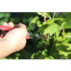 ARS 300SS harvesting shears