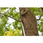 ARS EXW-2.7 fűrész