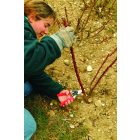 Felco 10 left-handed pruning shears