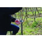 Felco 17 left-handed pruning shears