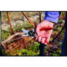 Felco 2 pruning shears
