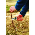 Felco 2 pruning shears
