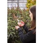 Felco 321 universal garden scissors