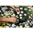 Felco 321 universal garden scissors