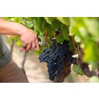 Felco 321 universal garden scissors