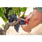 Felco 321 universal garden scissors