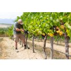 Felco 321 universal garden scissors