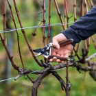 Felco 6 Elite metszőolló