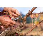 Felco 6 pruning shears