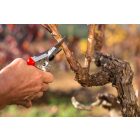 Felco 6 pruning shears