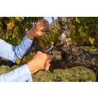 Felco 6 pruning shears