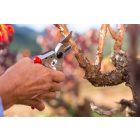 Felco 6 pruning shears