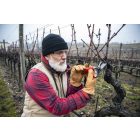 Felco 7 pruning shears