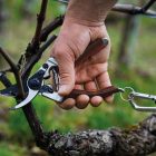 Felco 8 Elite pruning shears