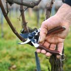 Felco 8 Elite pruning shears