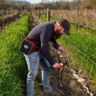 Felco 812 battery pruning shears complete package