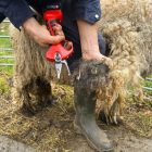 FELCO 834H electric scissors set