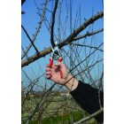 Felco 8 pruning shears