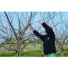 Felco 8 pruning shears