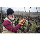 Felco 8 metszőolló + ajándék sapka