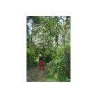 Silky Hayauchi 6300 Professional telescopic pruner with 480 blades