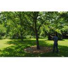 Silky Hayauchi 3670 Professional telescopic pruner with 480 blades