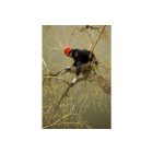 Silky Gomtaro 330-8 saw