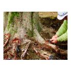 Silky Gomtaro 240-8 Root saw