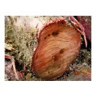 Silky Gomtaro 240-8 Root saw