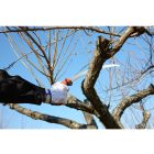 Silky Tsurugi Curve 270-7.5 saw