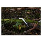 Silky Bigboy 360-10 black folding saw