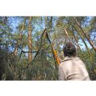 Silky Longboy 3600-7.5 Professional 3-part telescopic pruner