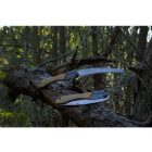 Silky KSI75224 reciprocating saw Gomboy Curve Professional