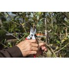 Felco 11 pruning shears + gift cap