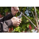 Felco 11 pruning shears + gift cap